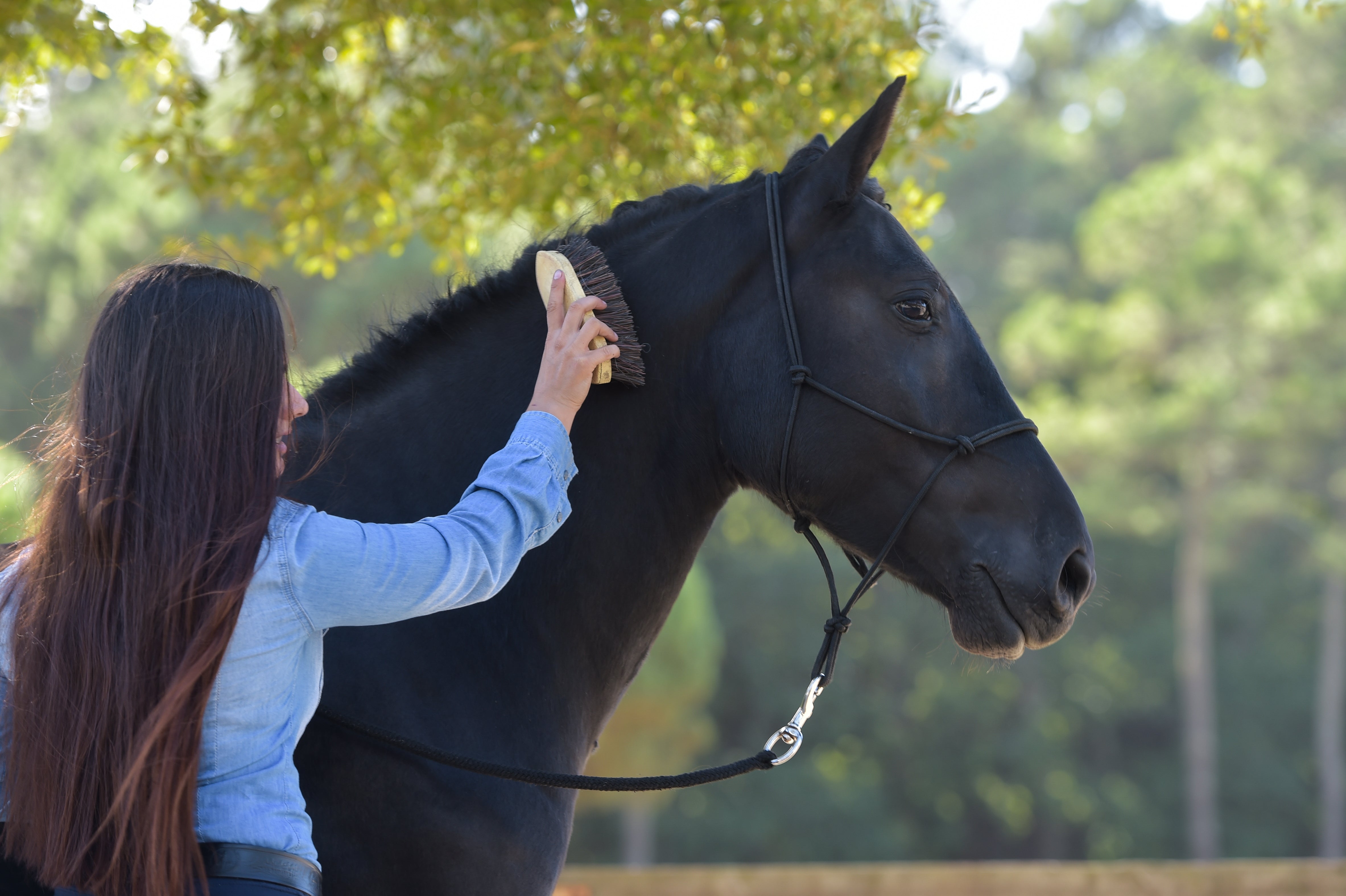 The Art of Horse Grooming Cowboy Magic