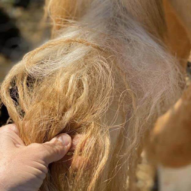 Detangling Your Horse's Mane with Cowboy Magic