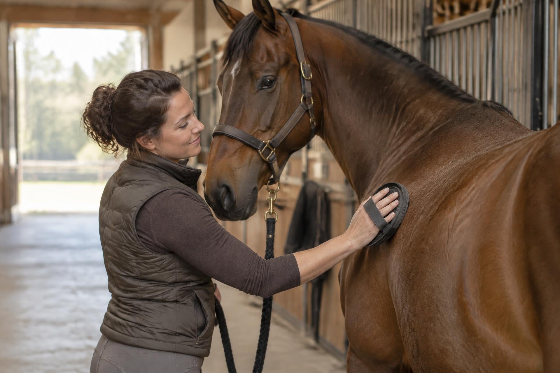 Grooming a horse as the basis of daily coat care